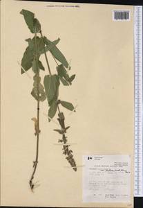 Stachys palustris L., America (AMER) (Canada)