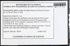 Bucklandiella affinis (Schleich. ex F. Weber & D. Mohr) Bedn.-Ochyra & Ochyra, Bryophytes, Bryophytes - America (BAm) (United States)