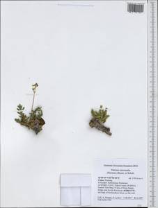 Patrinia intermedia (Hornem.) Roem. & Schult., South Asia, South Asia (Asia outside ex-Soviet states and Mongolia) (ASIA) (China)