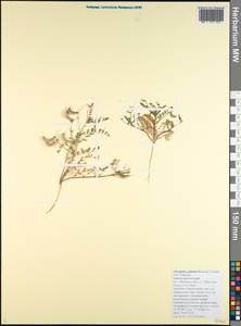 Astragalus guttatus Banks & Solander, Caucasus, Black Sea Shore (from Novorossiysk to Adler) (K3) (Russia)
