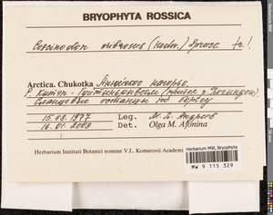 Coscinodon cribrosus (Hedw.) Spruce, Bryophytes, Bryophytes - Chukotka & Kamchatka (B21) (Russia)