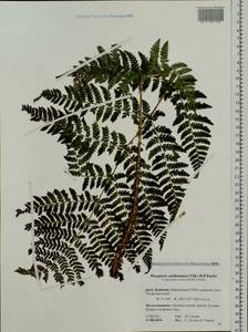 Dryopteris carthusiana (Vill.) H. P. Fuchs, Siberia, Baikal & Transbaikal region (S4) (Russia)