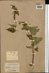 Campanula trachelium L., Eastern Europe, South Ukrainian region (E12) (Ukraine)