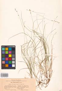 Carex disperma Dewey, Eastern Europe, North-Western region (E2) (Russia)