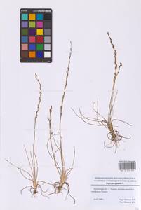 Triglochin palustris L., Eastern Europe, Moscow region (E4a) (Russia)