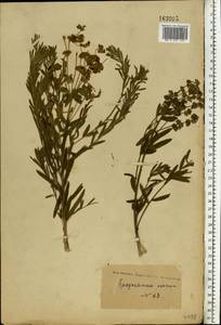 Euphorbia tommasiniana Bertol., Eastern Europe, Volga-Kama region (E7) (Russia)