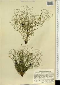 Askellia flexuosa (Ledeb.) W. A. Weber, Mongolia (MONG) (Mongolia)