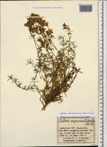 Silene spergulifolia, Caucasus, Armenia (K5) (Armenia)