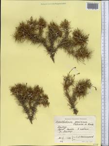 Acantholimon pamiricum Czerniak., Middle Asia, Pamir & Pamiro-Alai (M2) (Tajikistan)