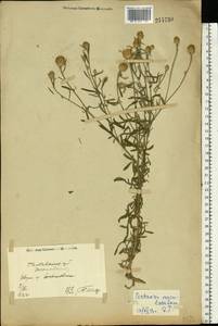 Centaurea stoebe subsp. stoebe, Eastern Europe, North Ukrainian region (E11) (Ukraine)