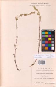 Silene borysthenica (Gruner) Walters, Eastern Europe, Lithuania (E2a) (Lithuania)