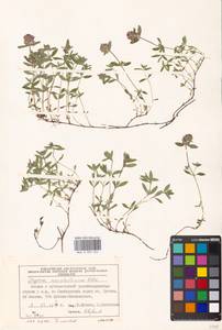 Thymus pannonicus All., Eastern Europe, Moscow region (E4a) (Russia)