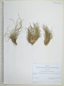 Tripogon chinensis (Franch.) Hack., Siberia, Russian Far East (S6) (Russia)