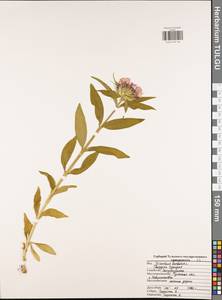 Dianthus barbatus, Eastern Europe, Central region (E4) (Russia)
