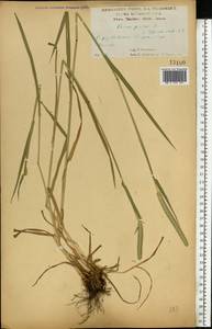 Phleum pratense L., Eastern Europe, Central forest-and-steppe region (E6) (Russia)