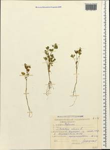 Trifolium retusum L., Caucasus, Dagestan (K2) (Russia)
