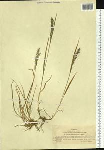 Trisetum altaicum Roshev., Siberia, Western (Kazakhstan) Altai Mountains (S2a) (Kazakhstan)