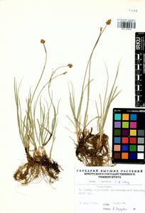 Carex enervis C.A.Mey., Siberia, Yakutia (S5) (Russia)