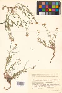 Sterigmostemum caspicum (Lam.) Kuntze, Eastern Europe, Lower Volga region (E9) (Russia)
