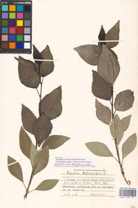 Populus ×moscoviensis Schröd., Eastern Europe, Moscow region (E4a) (Russia)