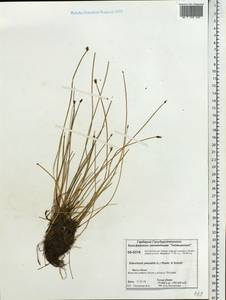 Eleocharis palustris (L.) Roem. & Schult., Siberia, Central Siberia (S3) (Russia)