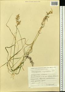 Calamagrostis angustifolia Kom., Siberia, Chukotka & Kamchatka (S7) (Russia)
