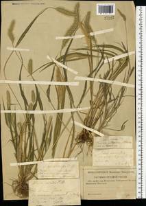 Setaria viridis (L.) P.Beauv., Eastern Europe, Middle Volga region (E8) (Russia)