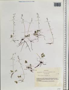 Thalictrum alpinum L., Siberia, Altai & Sayany Mountains (S2) (Russia)