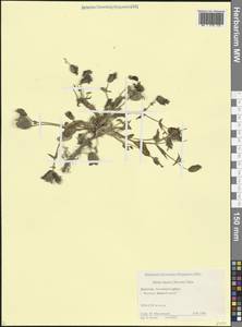 Silene lacera (Steven) Sims, Caucasus, Dagestan (K2) (Russia)