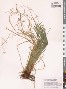 Carex rhizina subsp. reventa (V.I.Krecz.) T.V.Egorova, Siberia, Russian Far East (S6) (Russia)
