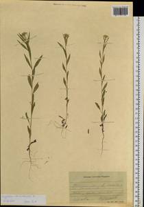 Erysimum cheiranthoides L., Siberia, Western Siberia (S1) (Russia)
