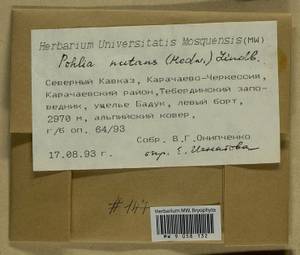 Pohlia nutans (Hedw.) Lindb., Bryophytes, Bryophytes - North Caucasus & Ciscaucasia (B12) (Russia)