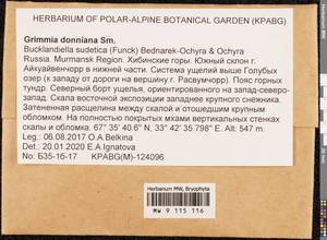 Grimmia donniana Sm., Bryophytes, Bryophytes - Karelia, Leningrad & Murmansk Oblasts (B4) (Russia)