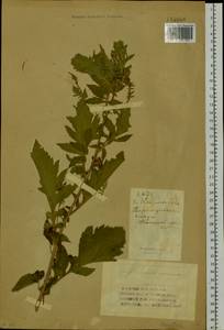 Serratula coronata L., Siberia, Altai & Sayany Mountains (S2) (Russia)