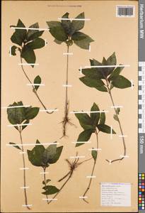 Mercurialis × paxii Graebn., Caucasus, Black Sea Shore (from Novorossiysk to Adler) (K3) (Russia)