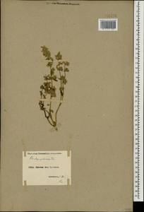 Stachys annua subsp. annua, Caucasus, Armenia (K5) (Armenia)