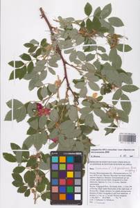 Rosa majalis Herrm., Eastern Europe, Lower Volga region (E9) (Russia)