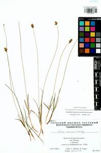 Carex enervis C.A.Mey., Siberia, Baikal & Transbaikal region (S4) (Russia)