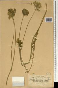 Daucus carota L., South Asia, South Asia (Asia outside ex-Soviet states and Mongolia) (ASIA) (China)