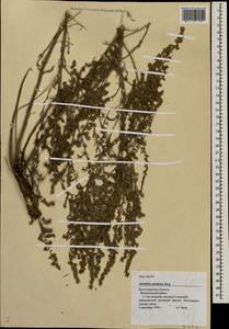 Artemisia austriaca Jacq., Eastern Europe, Lower Volga region (E9) (Russia)