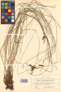 Carex schmidtii Meinsh., Siberia, Russian Far East (S6) (Russia)