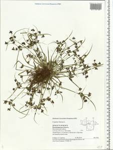 Cyperus fuscus L., Eastern Europe, Central region (E4) (Russia)