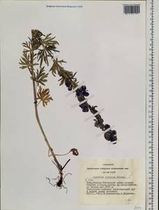 Aconitum glandulosum Rapaics, Siberia, Altai & Sayany Mountains (S2) (Russia)