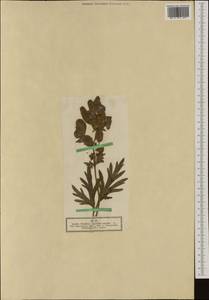 Aconitum napellus, Western Europe (EUR) (Germany)