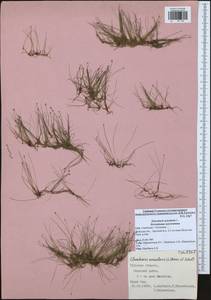 Eleocharis acicularis (L.) Roem. & Schult., Eastern Europe, Central region (E4) (Russia)