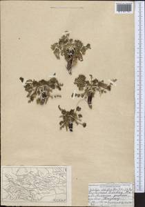 Schulzia albiflora (Kar. & Kir.) Popov, Middle Asia, Northern & Central Tian Shan (M4) (Kyrgyzstan)