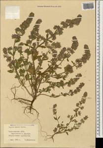 Nepeta meyeri Benth., Caucasus, Azerbaijan (K6) (Azerbaijan)
