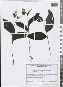 Cypripedium guttatum Sw., Siberia, Central Siberia (S3) (Russia)