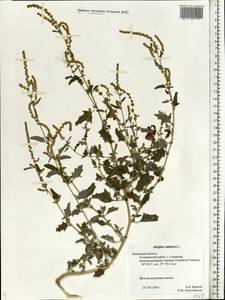 Atriplex tatarica L., Eastern Europe, Central region (E4) (Russia)