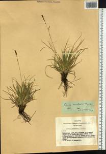 Carex pediformis var. pediformis, Siberia, Altai & Sayany Mountains (S2) (Russia)